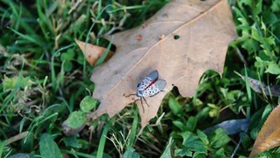 Lebanon One Of Six Counties Added To Spotted Lanternfly Quarantine Zone