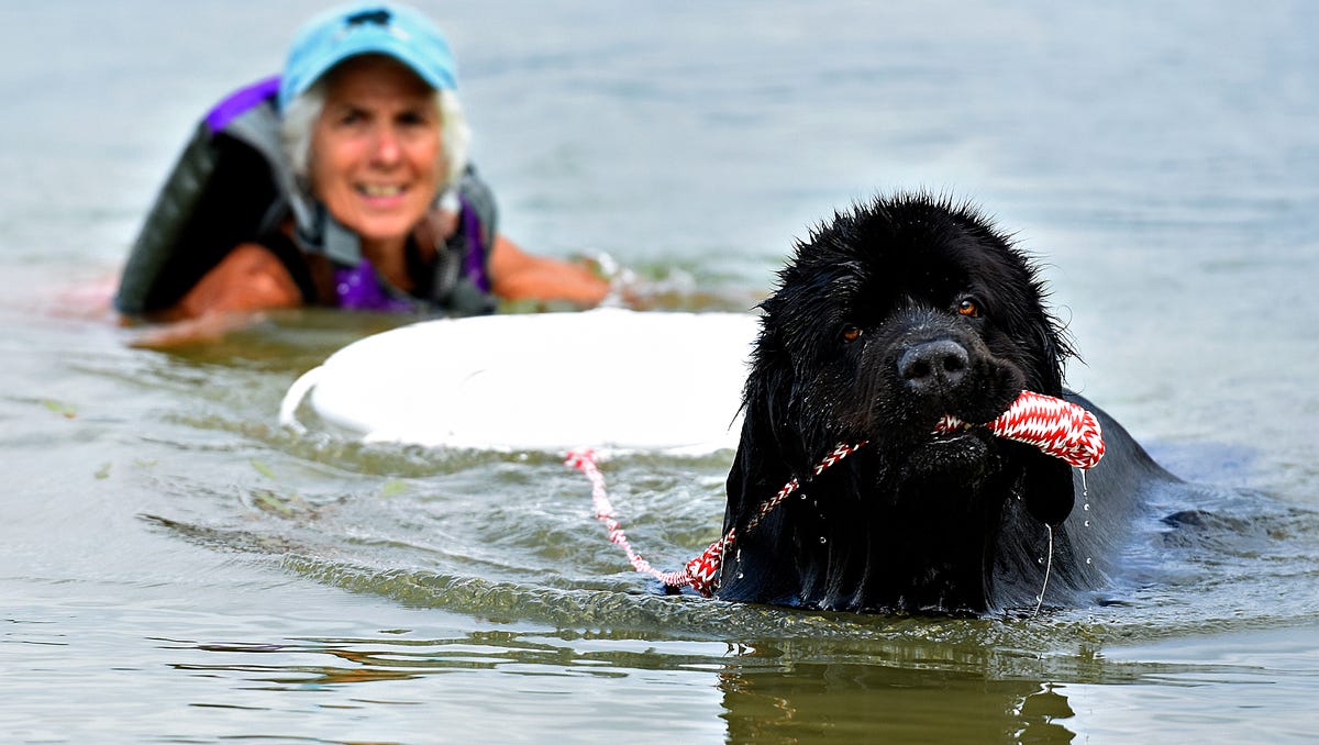 Photos Newfoundland Water Rescue Dog Testing At Codorus State Park