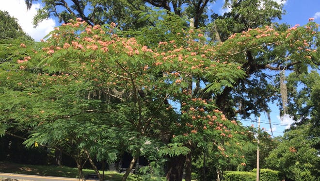 Mimosas can gain three feet of growth every year.