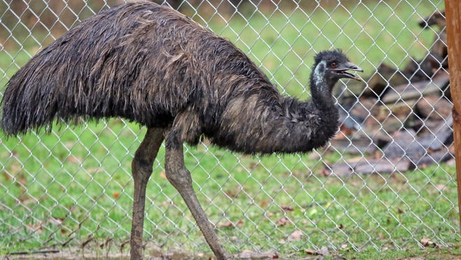 Eddie Horace is the new name for an Emu that went missing, never claimed by owners and then rescued by Square Dog Ranch in Townsend where Eddie now lives with a variety of rescued animals.