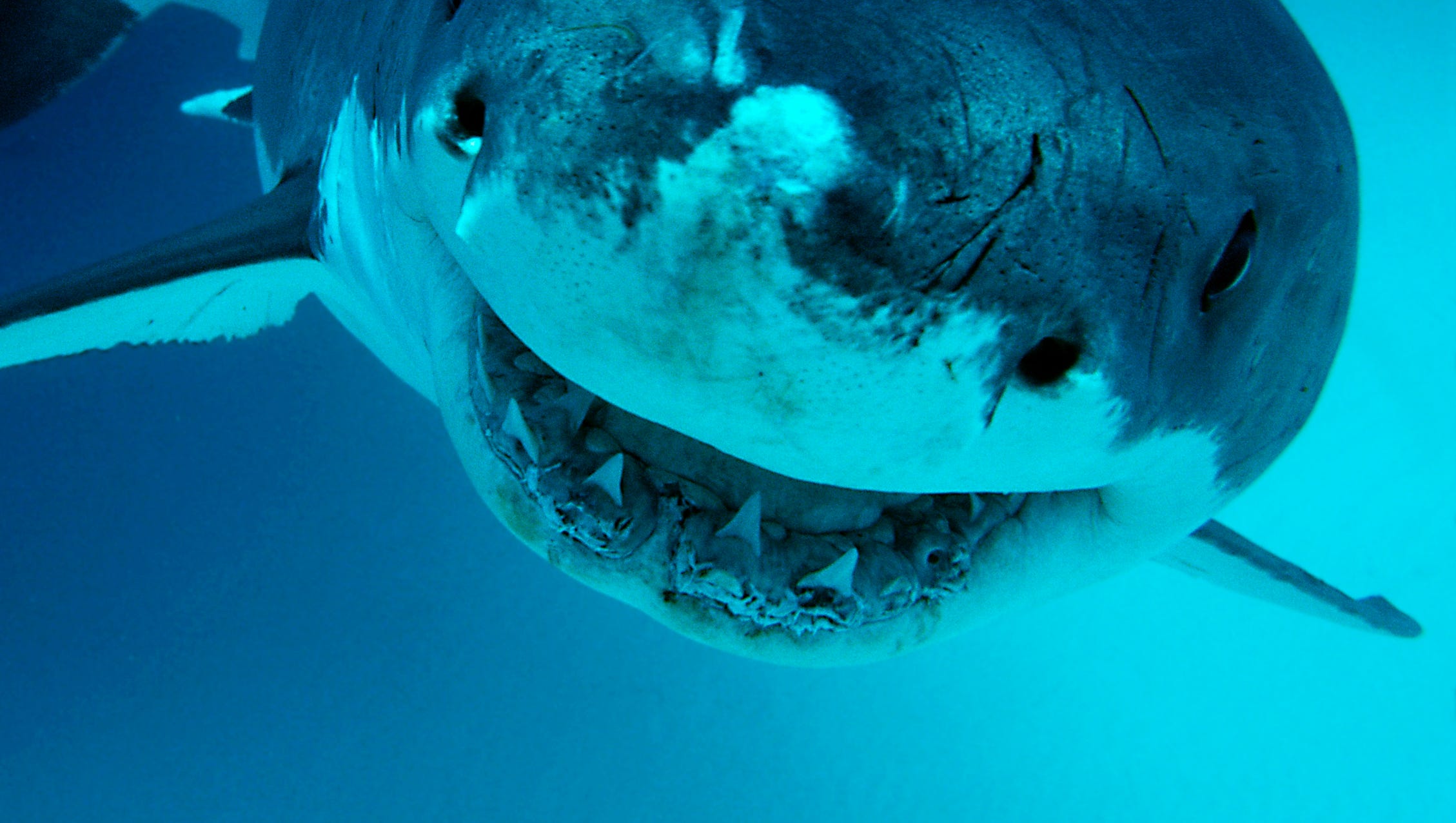Самая жуткая акула. Страшные акулы МЕГАЛОДОН. МЕГАЛОДОН В Марианской впадине. МЕГАЛОДОН фобия.