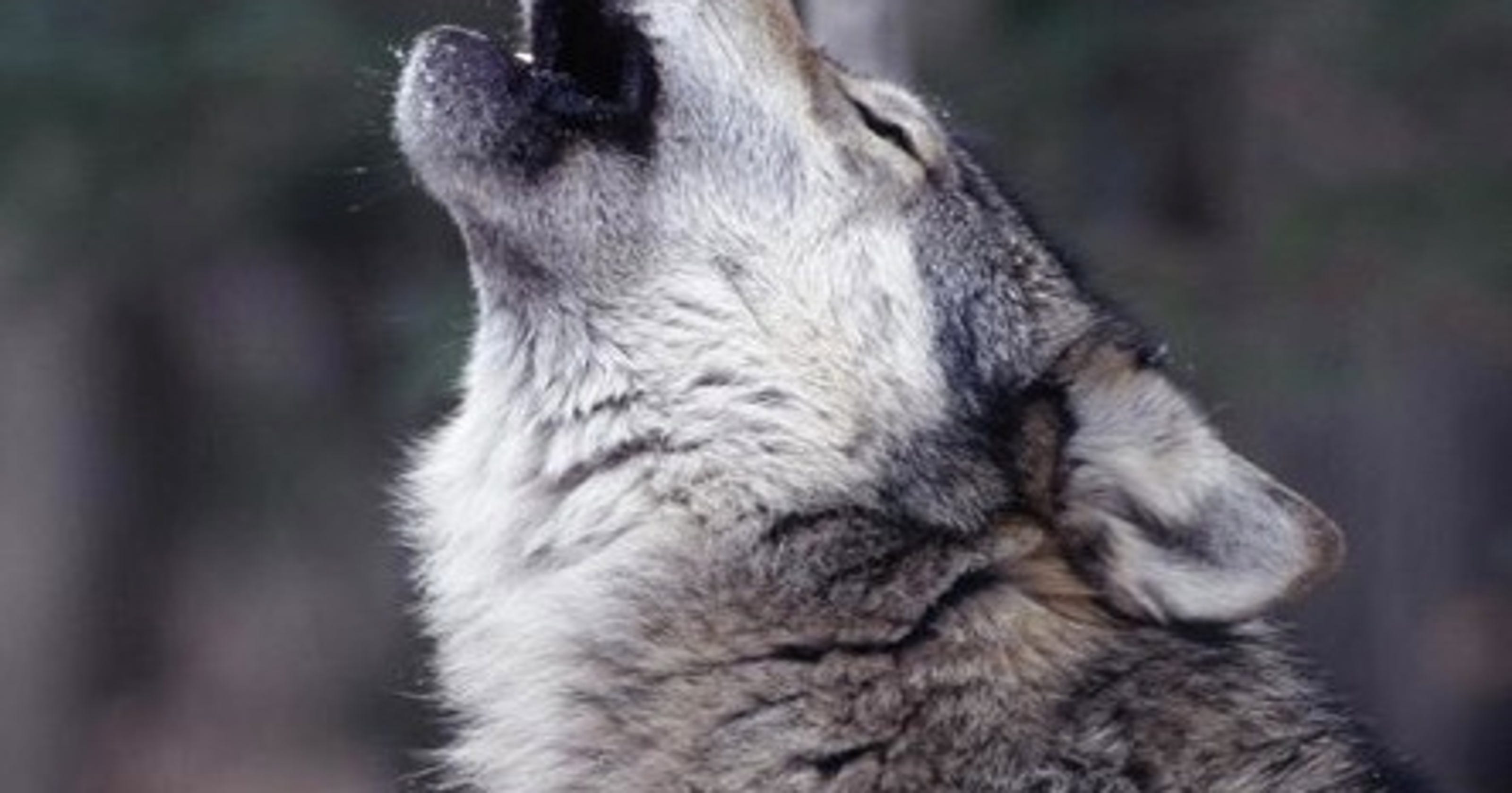 Decoding a wolf's howl