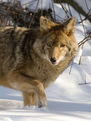 A coyote at the Howell Nature Center in Howell, Michigan.