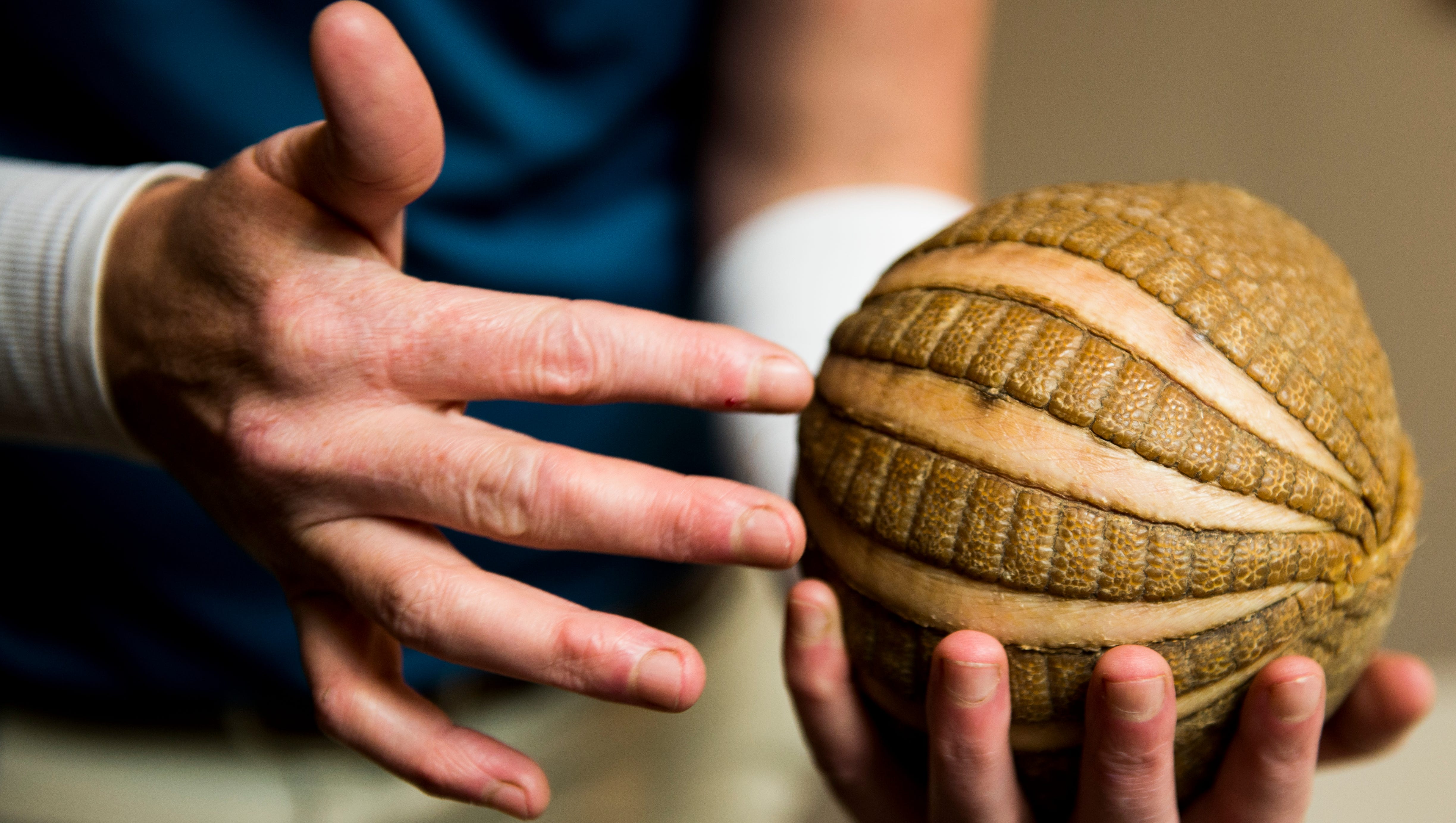 Armadillos In Tennessee Expanding Range Brings Fears Of Leprosy