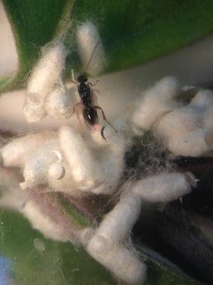 A parasitoid wasp hatching from its egg case.