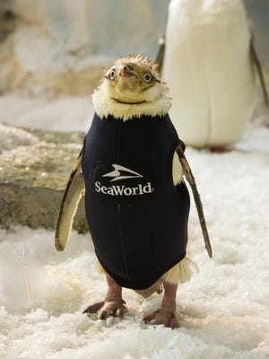 Penguin suffering feather loss gets super cute wetsuit.