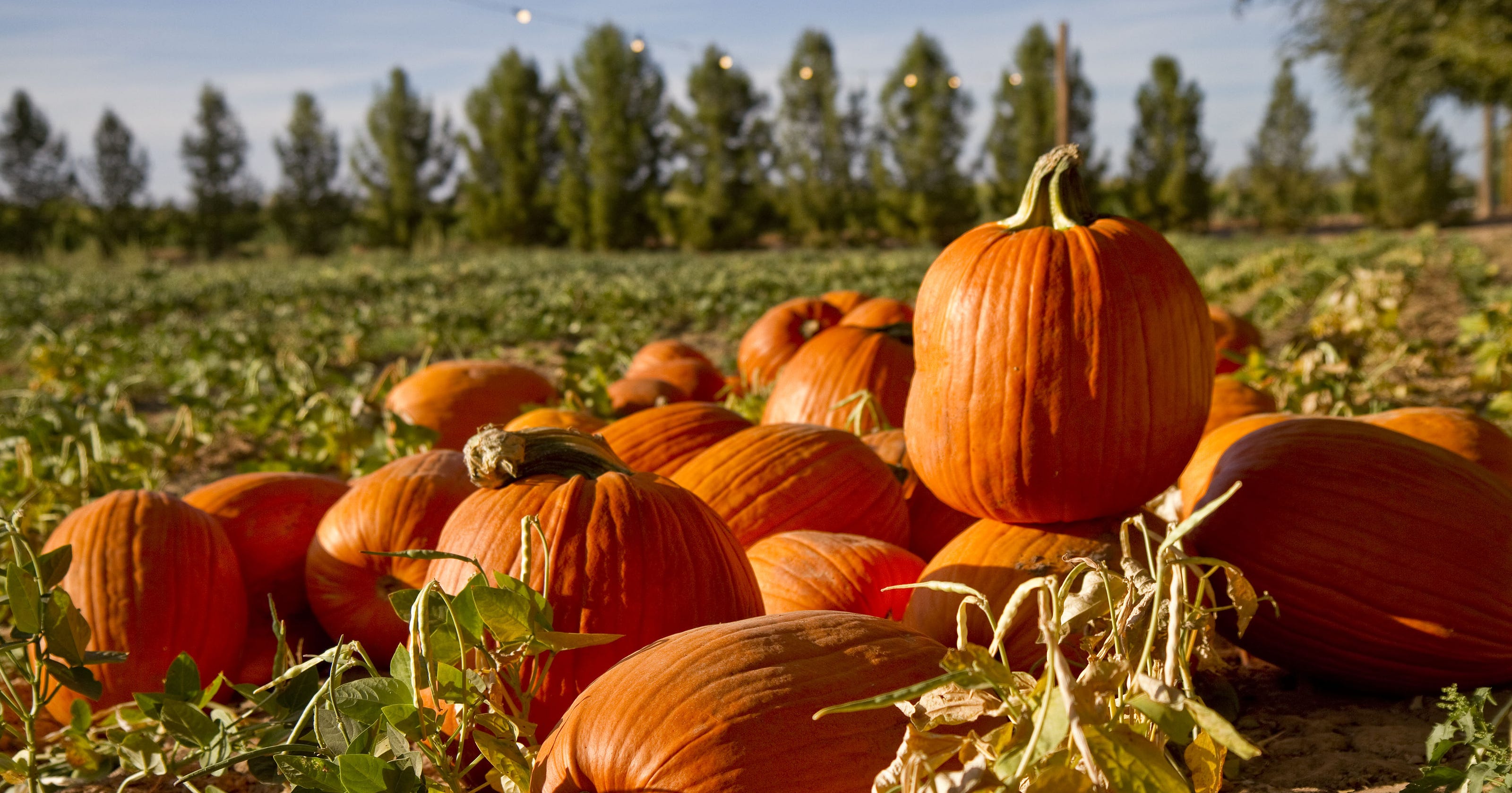 Find a Halloween pumpkin patch in Phoenix 2017