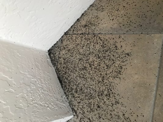 What S Bugging Residents Tourists Alike