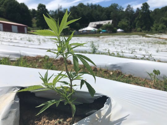 One of 1,200 hemp plant clones sits in the ground at