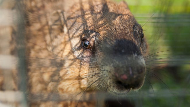 
A groundhog waits after being trapped by Dick Craig on May 28. 
