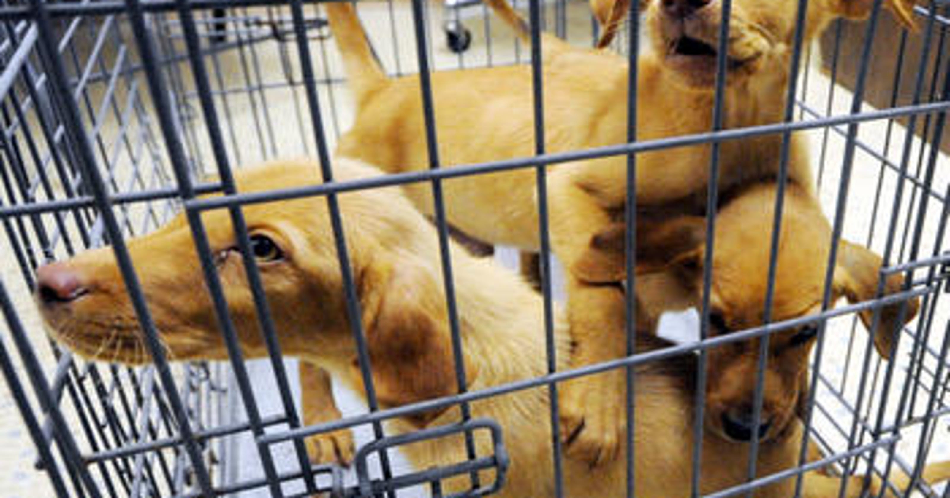 267 animal cruelty charges filed against East Brunswick pet store owner