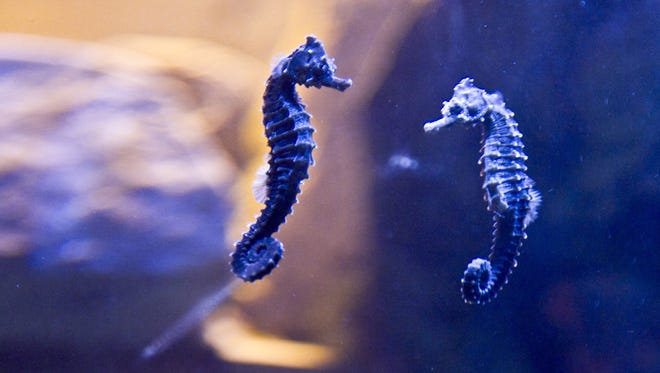 Seahorses at Sea Life Aquarium of Arizona in Tempe.
