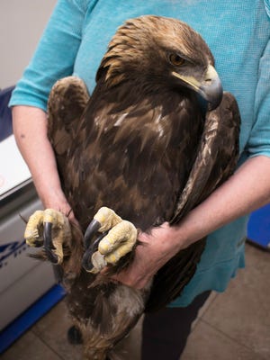 A female golden eagle was found injured at Navajo Agricultural Products Industry headquarters on Friday. It was taken to the Petroglyph Animal Hospital in Albuquerque for surgery.