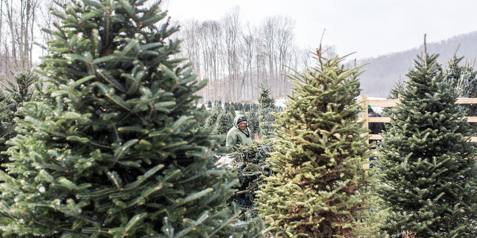 Is There A Christmas Tree Shortage In Western North Carolina