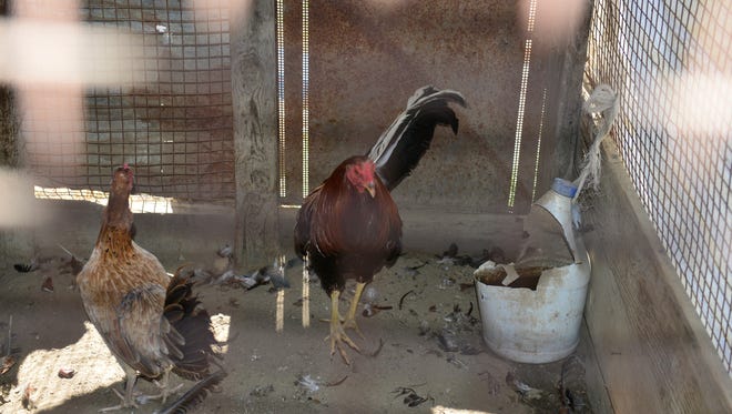 Tulare County sheriff's deputies are searching for organizers of a cockfighting ring in Delano.