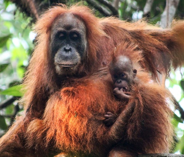 An undated handout photo made available by the Sumatran Orangutan Conservation Program (SOCP) shows a Tapanuli orangutan hanging on a tree in Batang Toru, Tapanuli, North Sumatra, Indonesia.