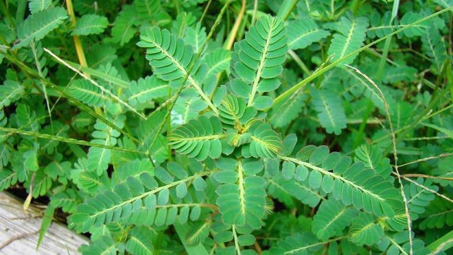 Chamberbitter or Phyllanthus is hard to control. Also known as gripeweed or little mimosa, this pest is a warm-season, annual, broadleaf weed seems to show up in full force in June and July.