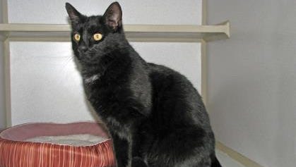 Midnight is a friendly 3-year.-old neutered male.
