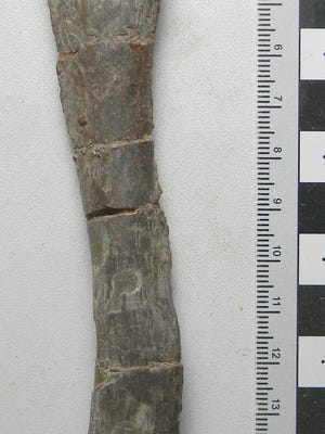 This fossilized leg bone of a phytosaur is among the specimens being examined at the Dino Discovery Site at Johnson Farm in St. George that was pulled from a dig site on land inside the boundaries of the orignial Bears Ears National Monument.