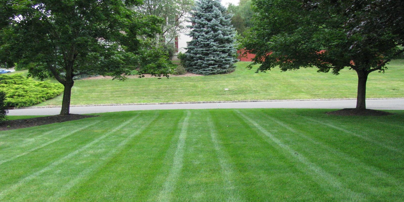 Lush Lawns 7 Tips For Organic Lawn Care