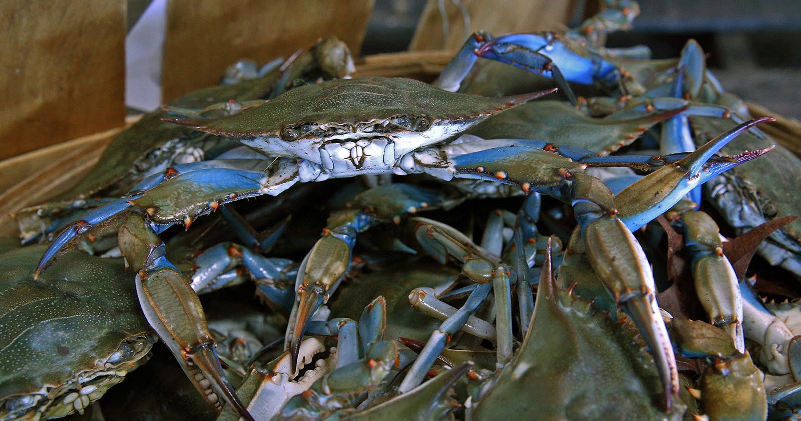 Chesapeake Bay blue crab population and bushel prices are on the rise