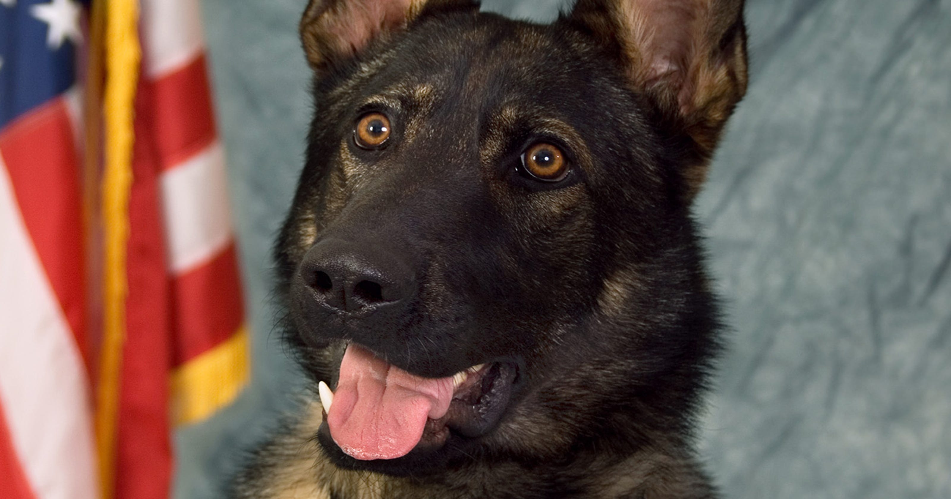 Police K9 dies from heat stroke in back of cop car(02)