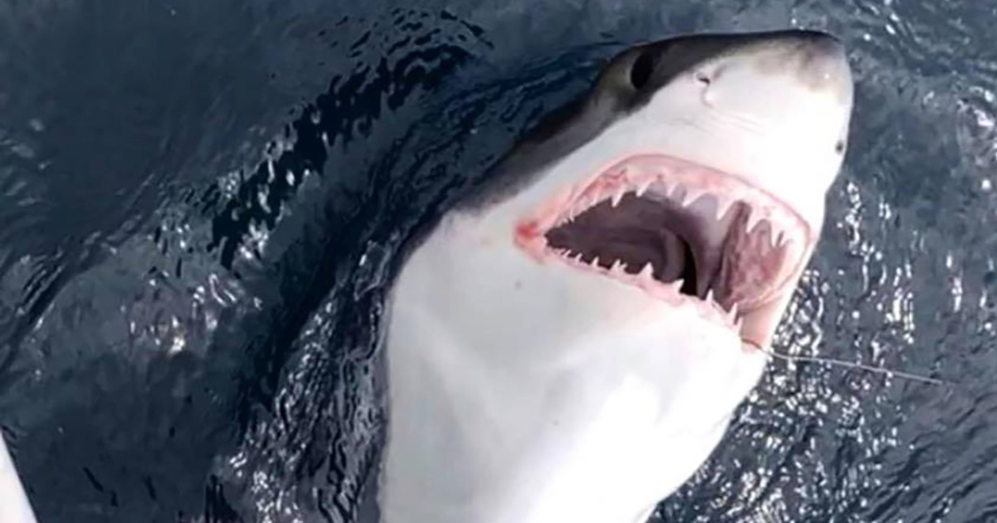 Great white shark Fishermen see one off New Jersey coast