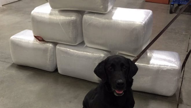 Lee County sheriff's office K-9 Cole posing with 335 pounds of marijuana he helped find in a miniva.