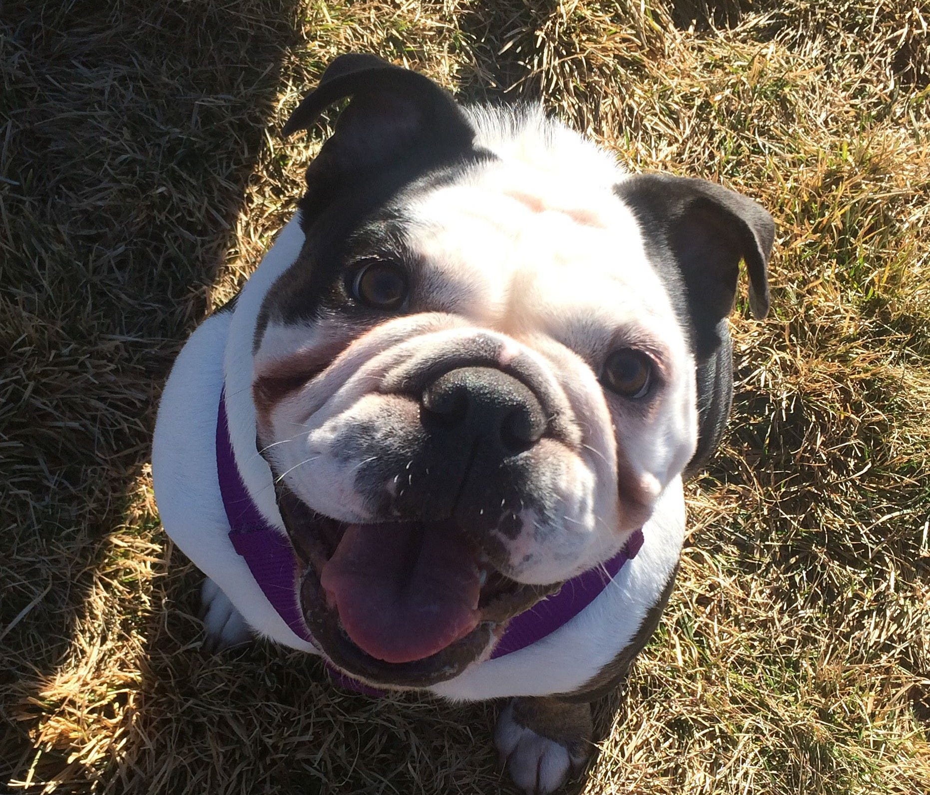 Stella the bulldog enjoying a day at the park on Jan. 18, 2016.