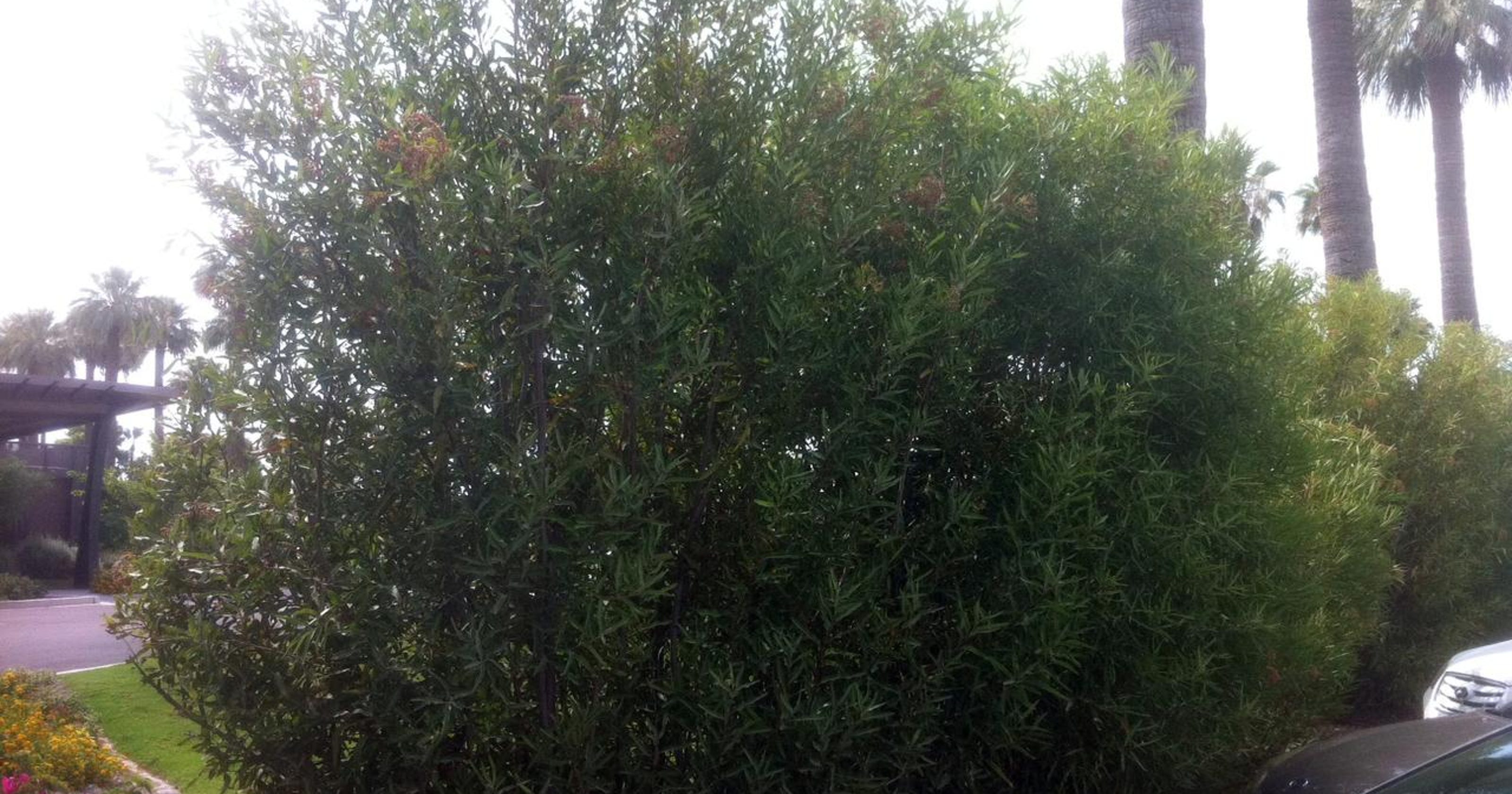 If Oleanders are diseased, consider these alternatives