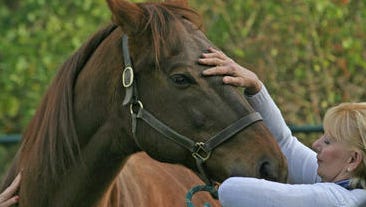The New Jersey Department of Agriculture is warning veterinarians that a horse infected with EHV-1, a contagious and deadly virus to horses, was in the state earlier this month.