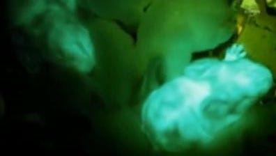 Scientists create glow-in-the-dark bunnies