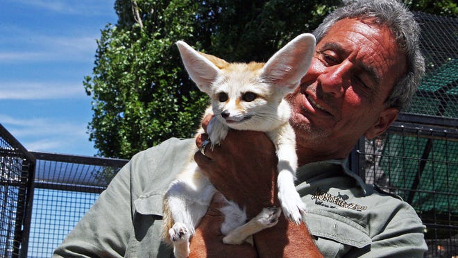 Meet Trixie: A fennec fox from North Africa