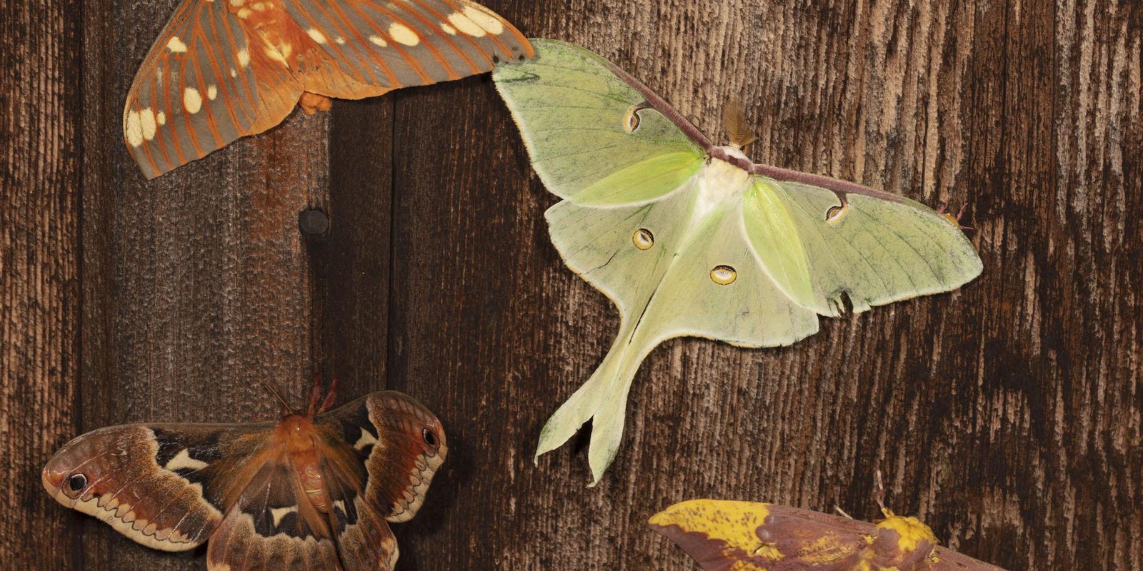 A Light In The Dark Of Night Lures Exciting Moth Species A Light In The Dark Of Night Lures Exciting Moth Species
