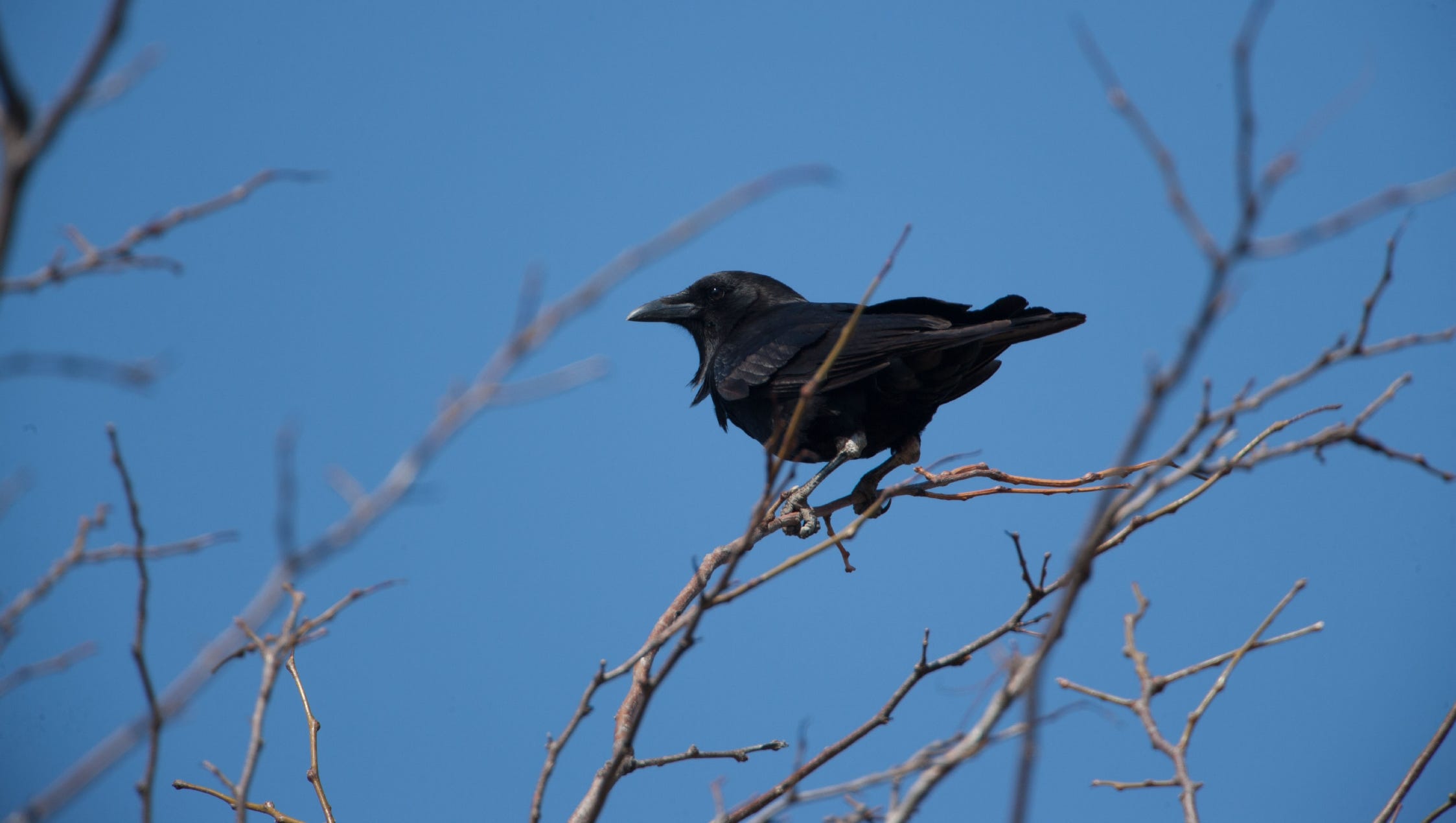 Critter of the Week American crow