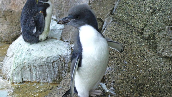 Detroit Zoo Shows Off Three Penguin Chicks