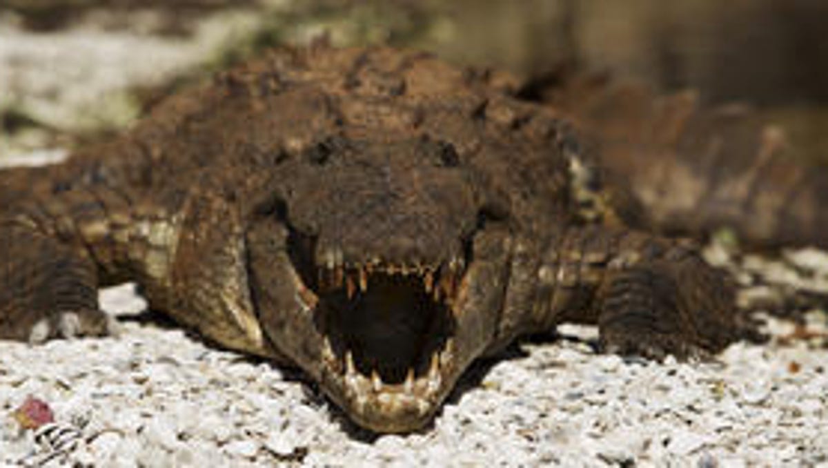 Rare American Crocodiles Living On Sanibel Cape Coral