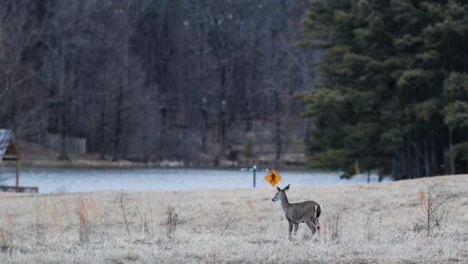 February 01, 2018 - A deer is seen as light fades in Shelby Farms Park.