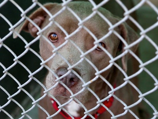 The hidden world of pet euthanasia in New York