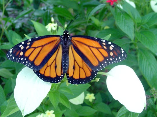 Butterfly Gardens In Southwest Florida