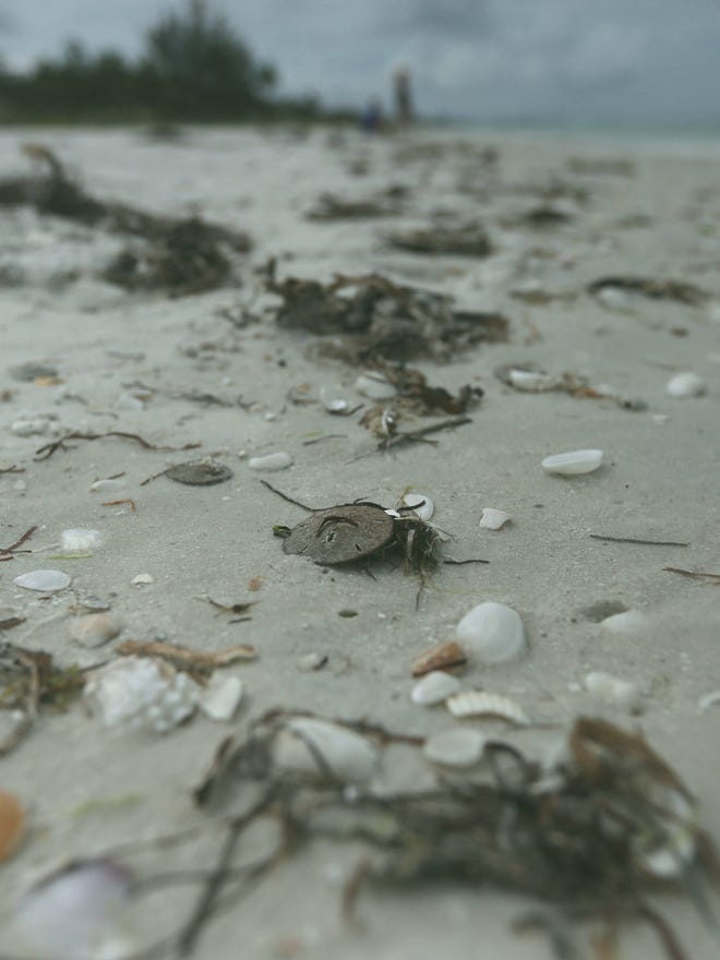 Thousands of sand dollars found dead on the beach in Florida