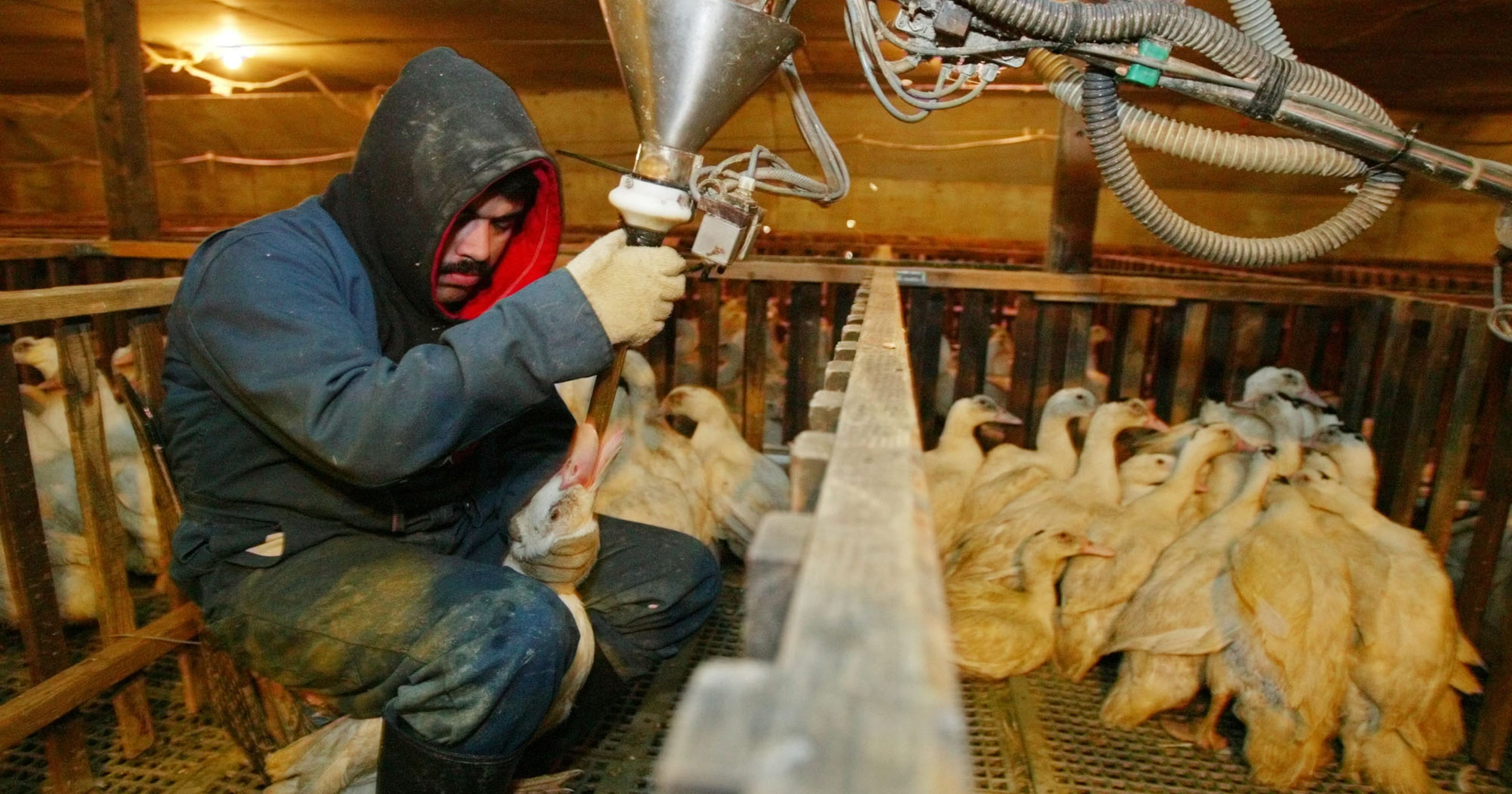 U.S. judge strikes down Calif. ban on foie gras