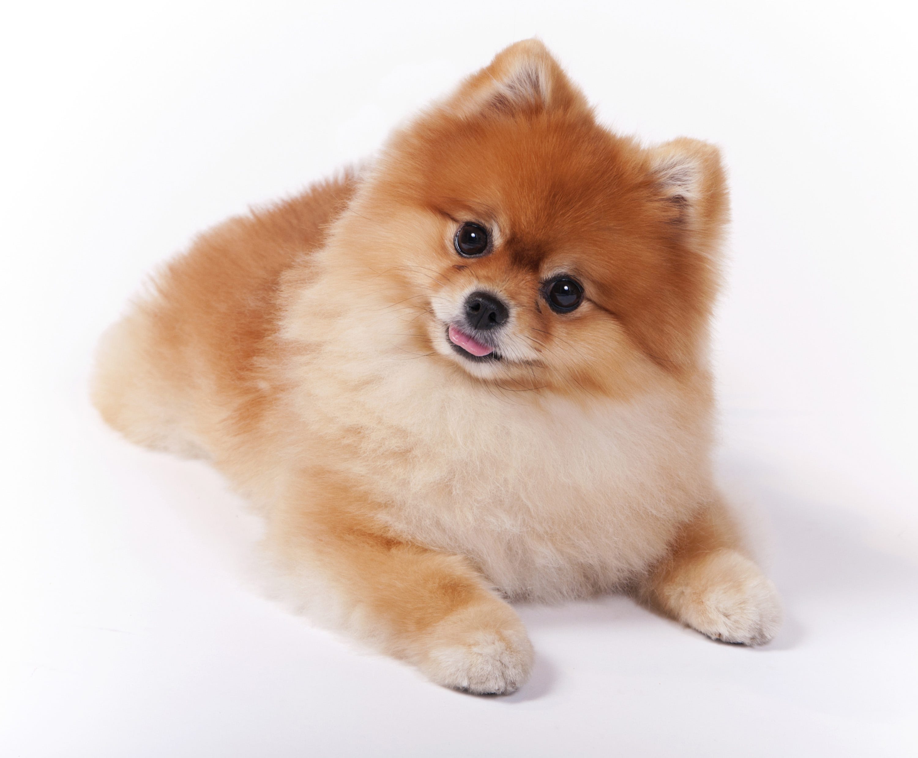 jeff the pomeranian