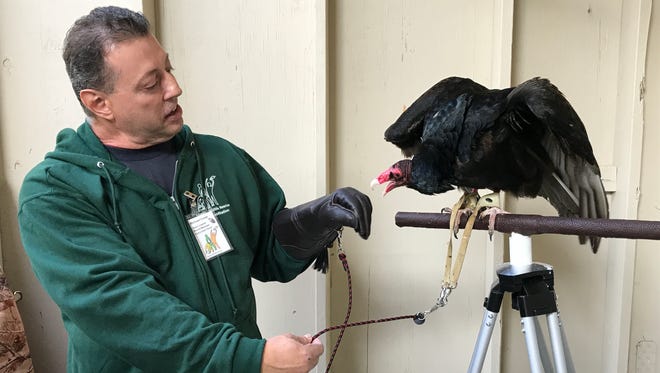 Handler Michael Cross displays Sundancer, a turkey vulture, at the Shasta Wildlife Rescue's open house Saturday at Anderson River Park. The 18-year-old raptor can fly but not soar so he's under the care of Cross.