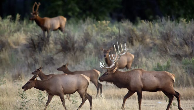 Bulls and elk gather at the Slippery Ann Elk Viewing Area at the Charles M. Russell National Wildlife Refuge. Elk in the Missouri River Breaks are part of a growing population that's prompting a shoulder season hunting proposal.
