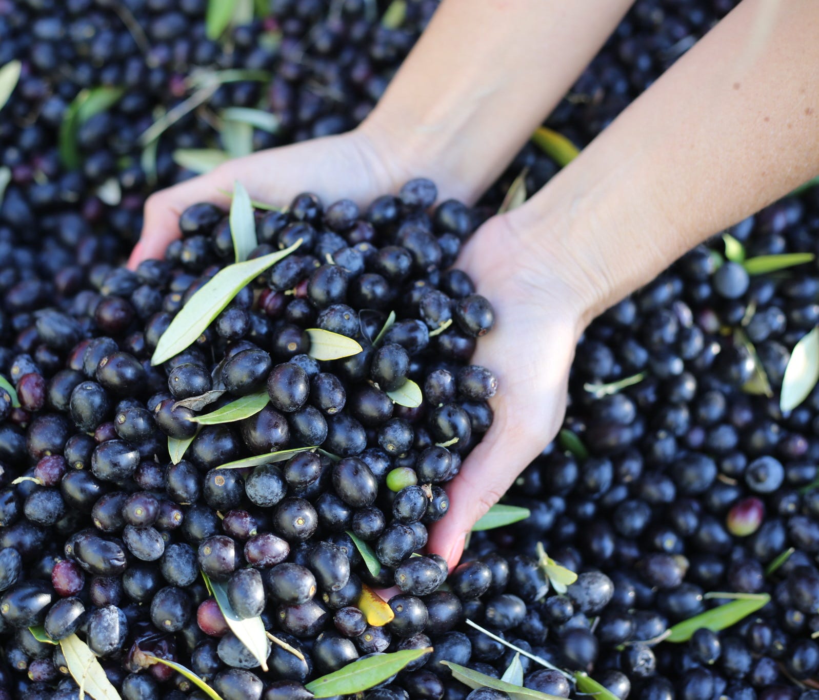 Ripe olives are milled within 24 hours of harvest.