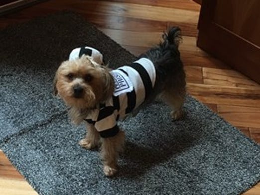 Prisoner in the pet-tentiary.