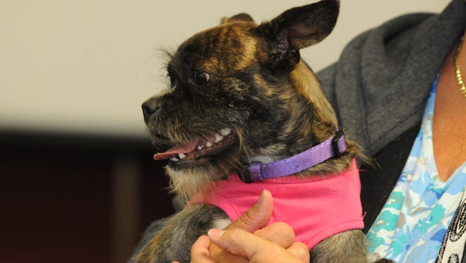 Hazel is the star at her birthday plus adoption party.  She has found her forever home with the Vulgaris family of Wauwatosa.  The Oshkosh Area Humane Society had a cerebration for Hazel as she starts a new adventure with her new adopted family.