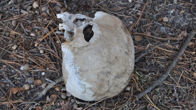 A human skull was found Tuesday in Brick.