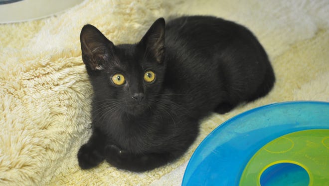 Humane Society Naples has a lot of black cats. In honor of National Black Cat Appreciation Day, they will be free for adoption.